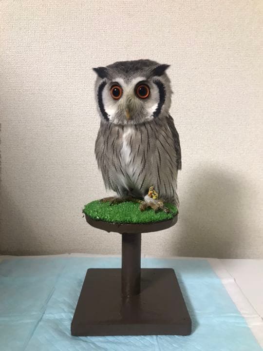 【オーダー用】フクロウ用　パーチ、ファルコンブロック　猛禽類