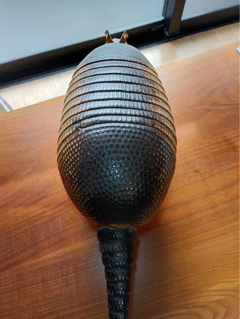 ココノオビアルマジロ　剥製　ワシントン条約 ・日本国内法（種の保存法）対象外