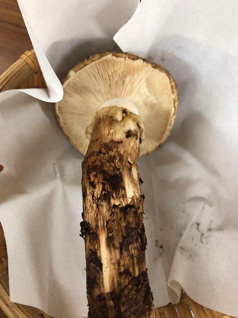 岩手県産　訳あり天然松茸（166g）