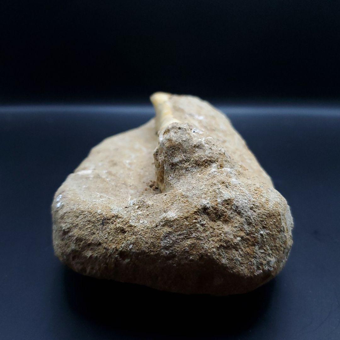 希少 翼竜 アルシオーネ 骨 化石 本物 モロッコ産 190.47mm yk3