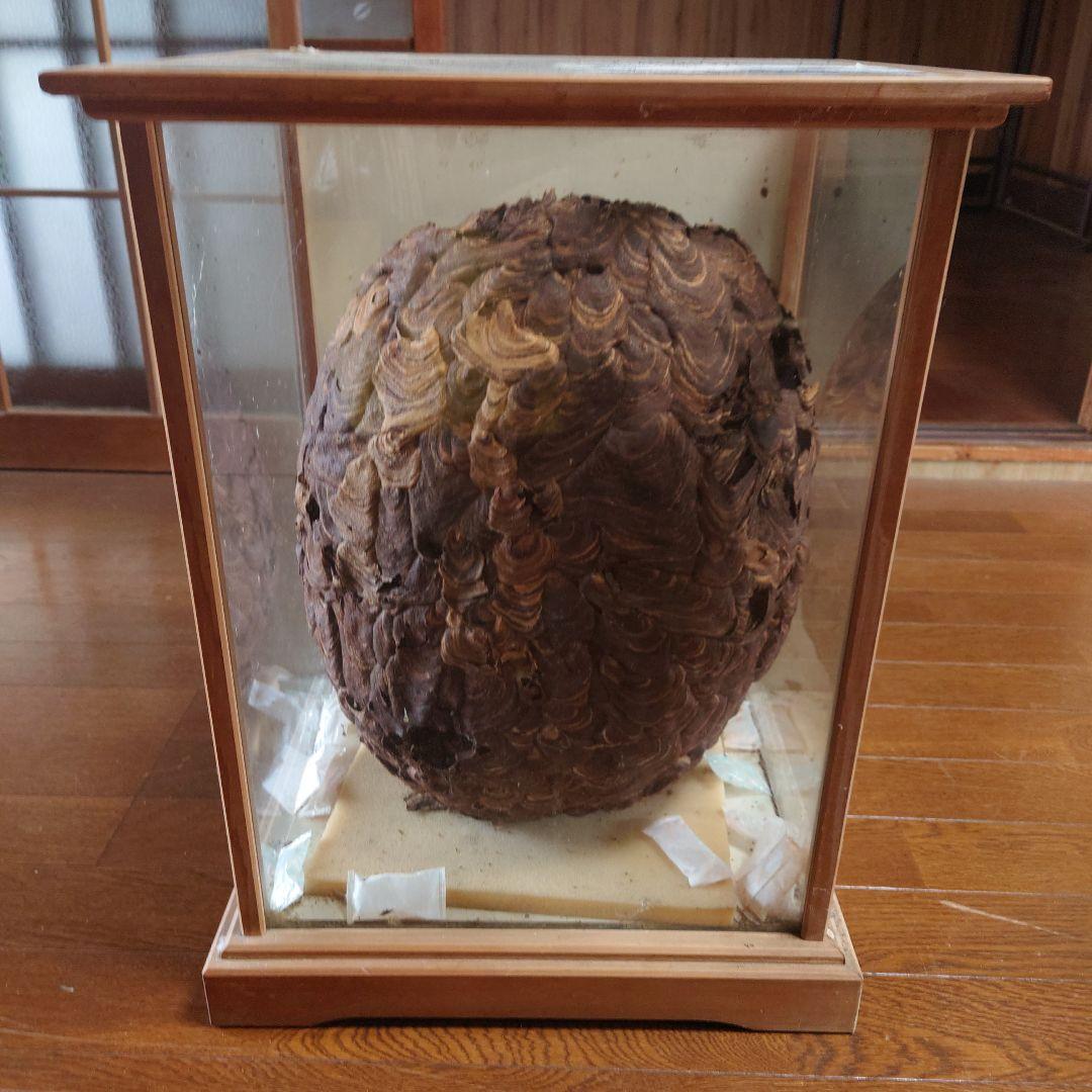 ハチの巣 ガラスケース入り