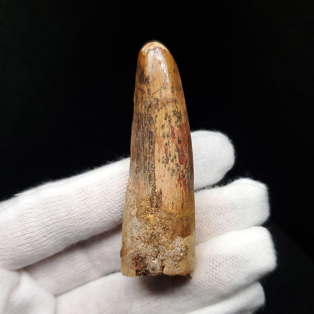スピノサウルス 本物 モロッコ産 58.21mm sp463