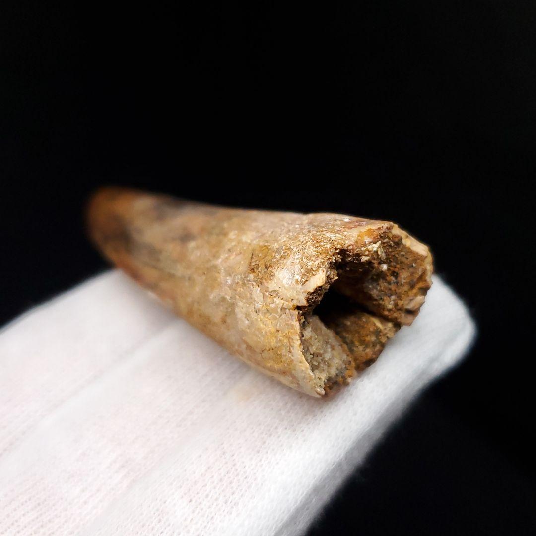 スピノサウルス 本物 モロッコ産 58.21mm sp463