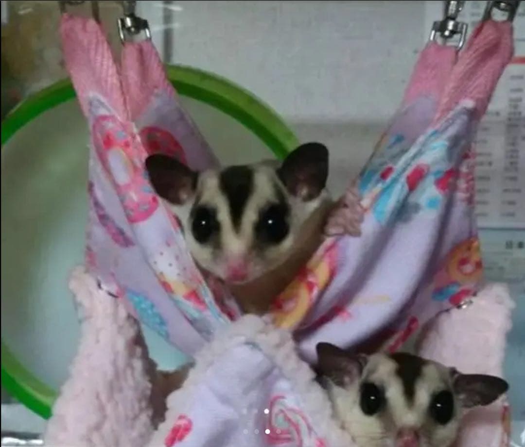 モモンガハウス(犬・ハウス柄)  ボア茶  1850円