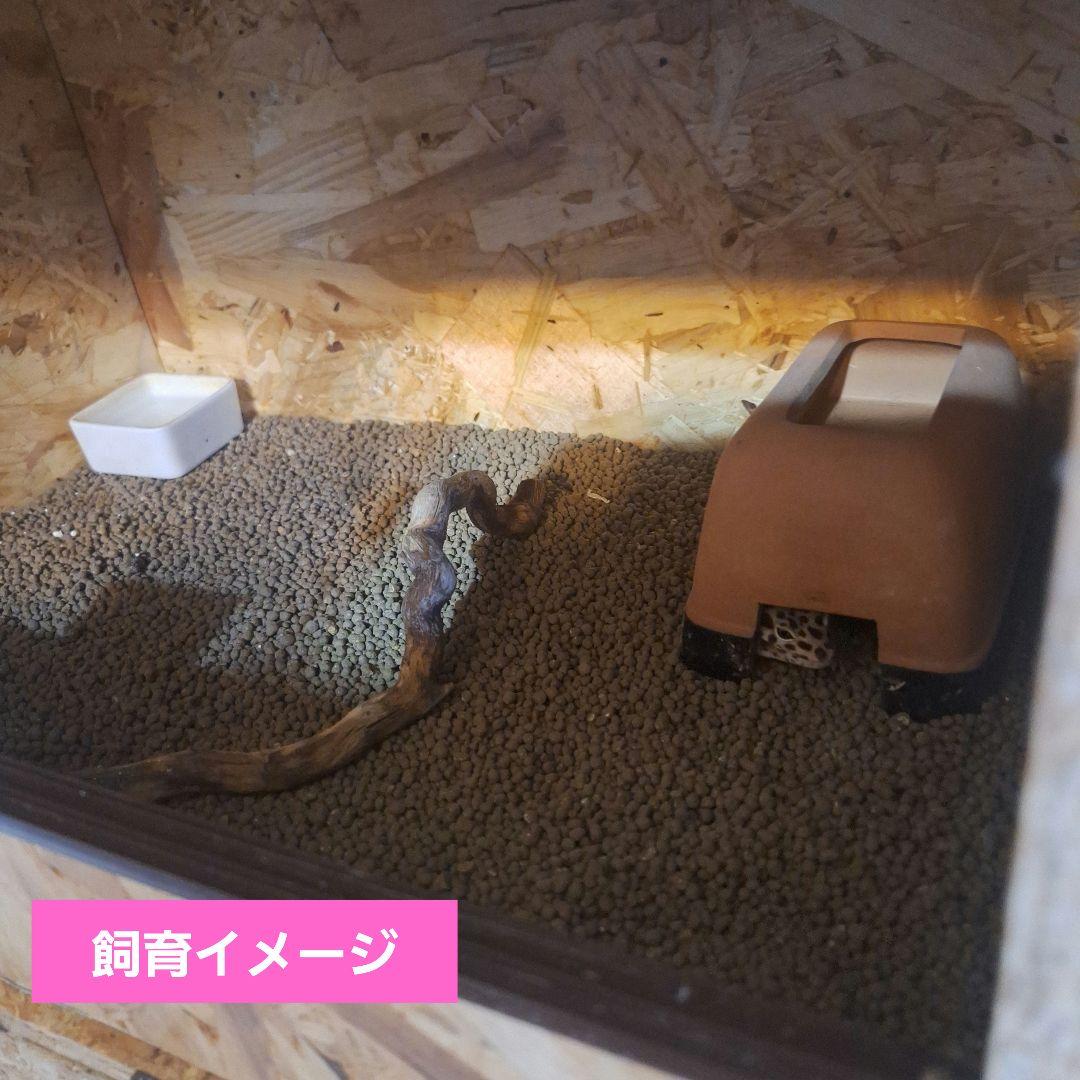 コスパ重視！OSB木製ケージ(未使用)③