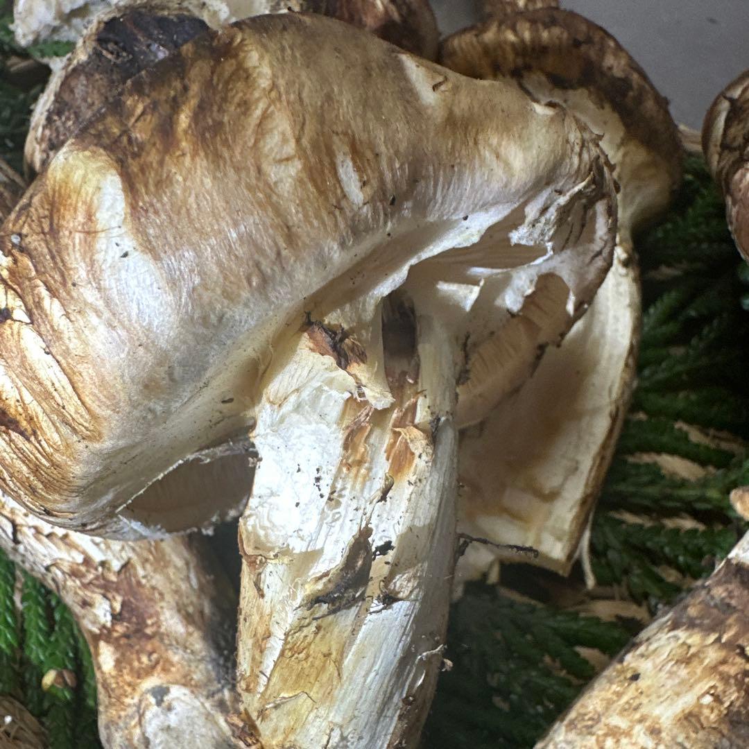 訳あり品‼️国産天然松茸‼️540g‼️