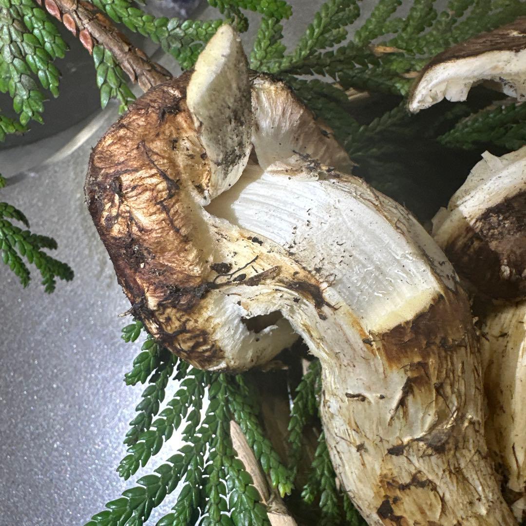 訳あり品‼️国産天然松茸‼️540g‼️