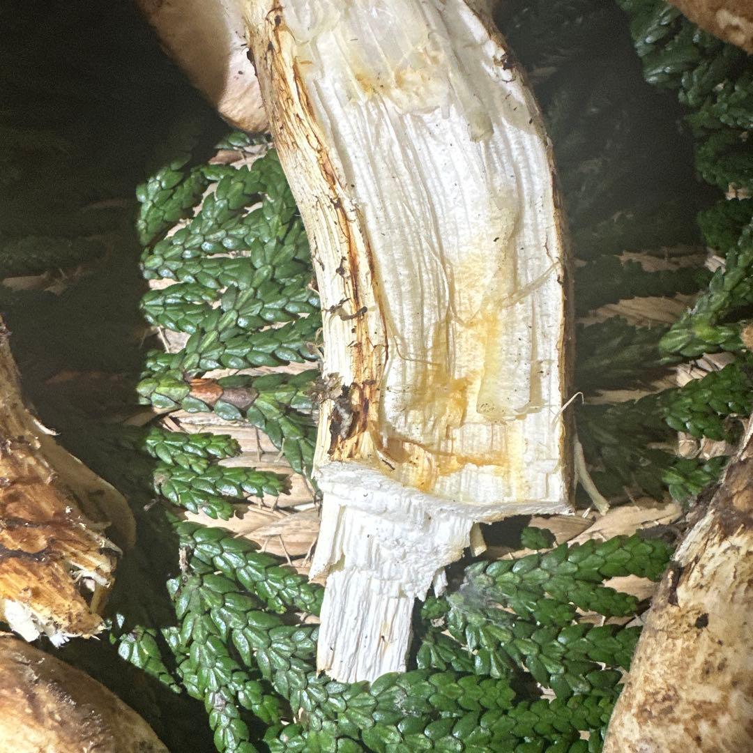 訳あり品‼️国産天然松茸‼️540g‼️