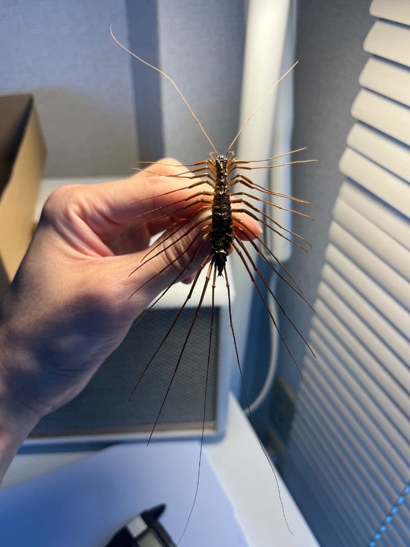 【珍標本】インドのゲジゲジ 奇蟲 昆虫 ムカデ人間サソリモドキタランチュラ