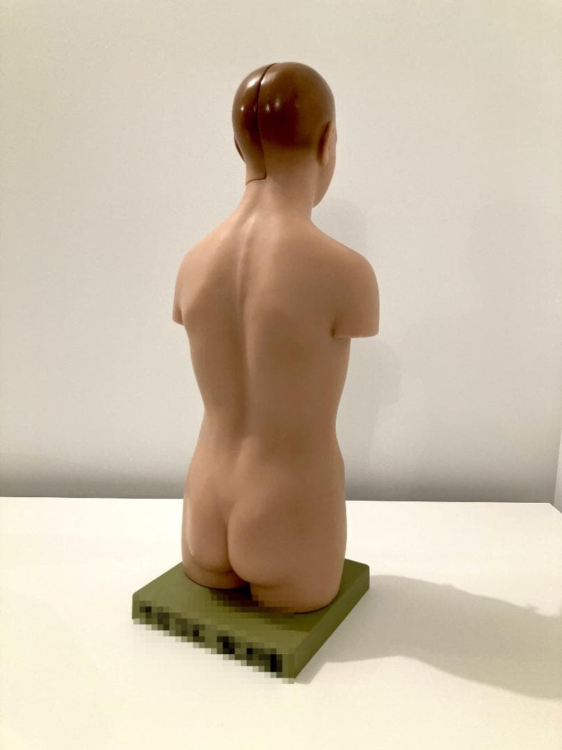 ドイツ ソムソ社製 SOMSO 人体解剖模型