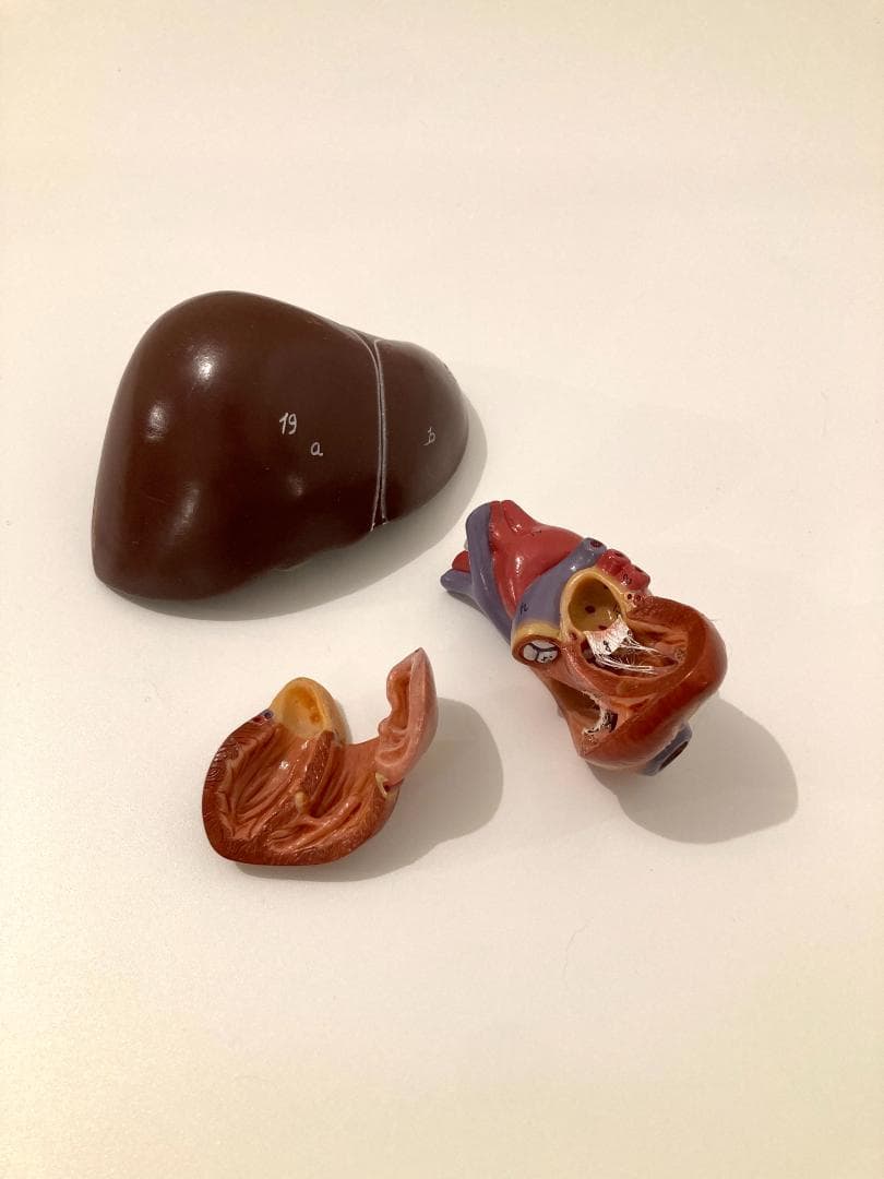 ドイツ ソムソ社製 SOMSO 人体解剖模型