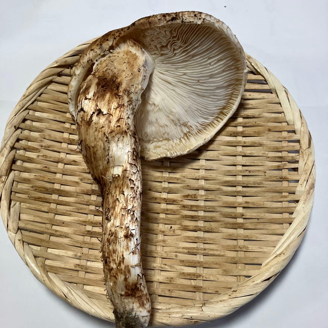 岩手県産松茸　２１２g