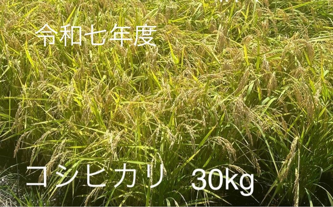 あちゃ　令和七年度産米　コシヒカリ 30kg