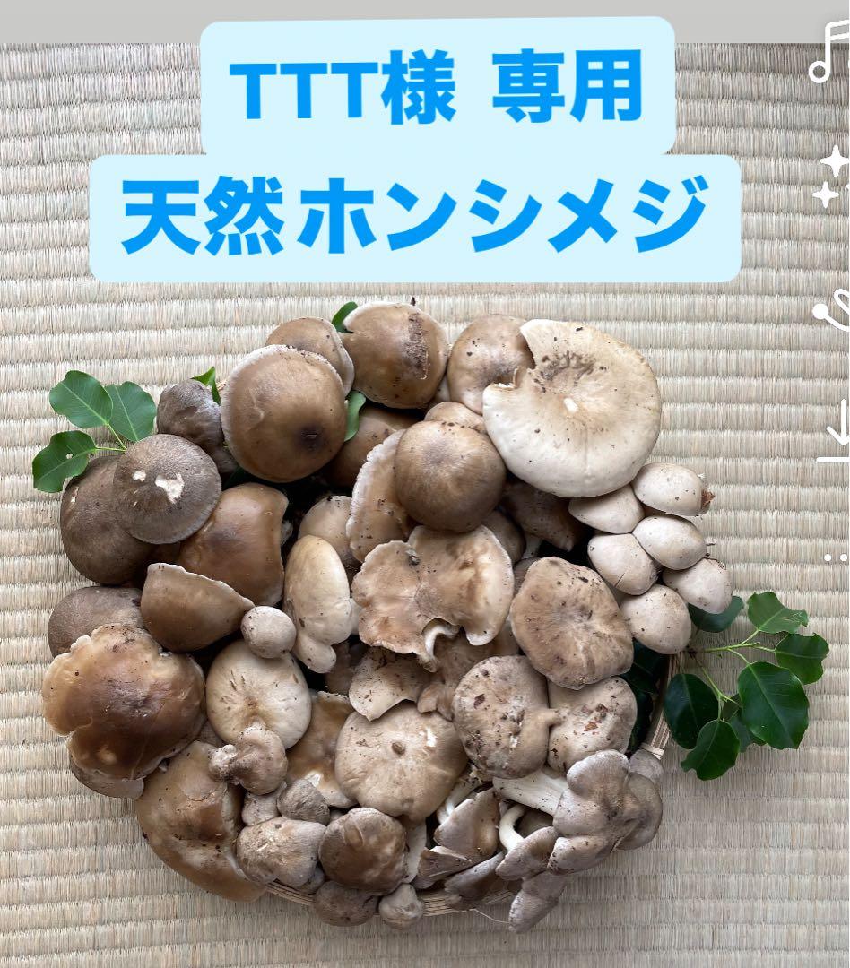 【TTTさま専用】