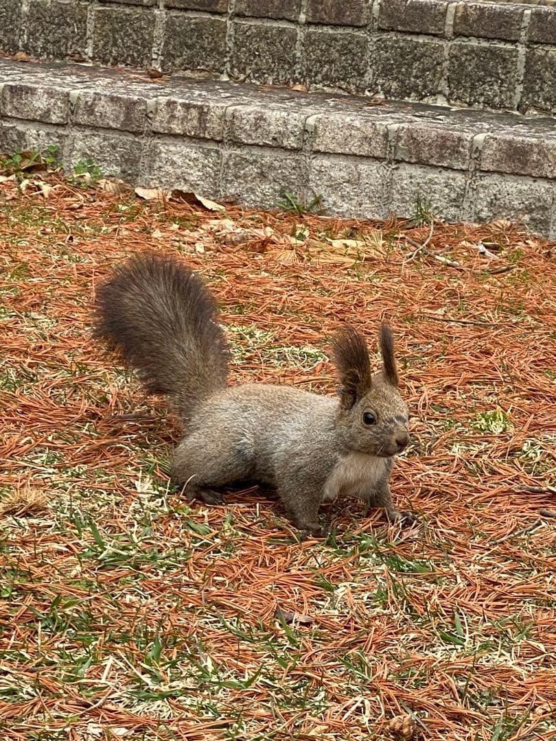 【ウサギちゃん】松ぼっくりNo.4(26個)+No.5(27個)