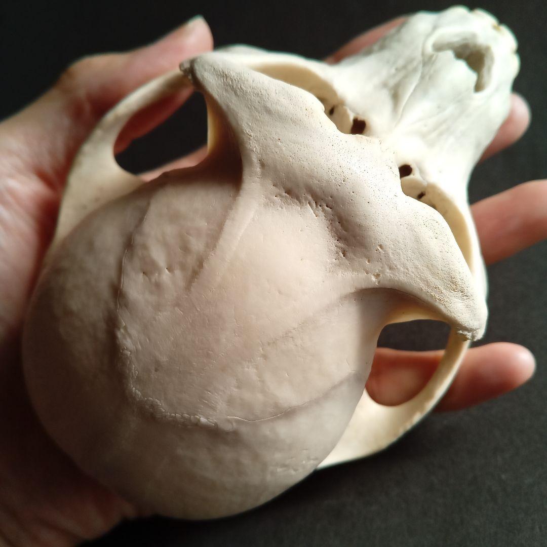 骨格標本　頭骨　ニホンザル　霊長類　スカル