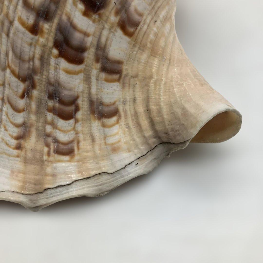 法螺貝 大きめ 山伏 無量寿経 法華経 螺役 戦国時代 ホラガイ科 和楽器