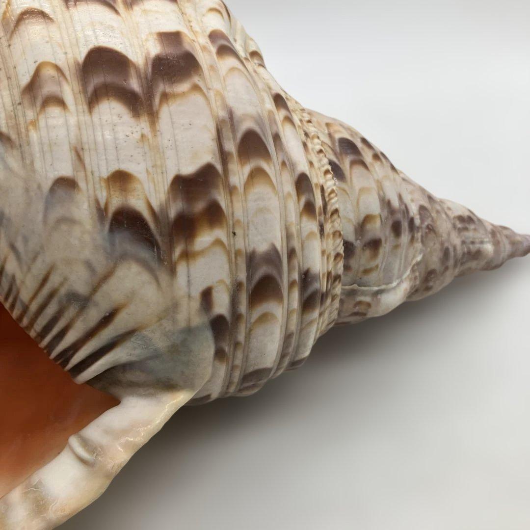 法螺貝 大きめ 山伏 無量寿経 法華経 螺役 戦国時代 ホラガイ科 和楽器