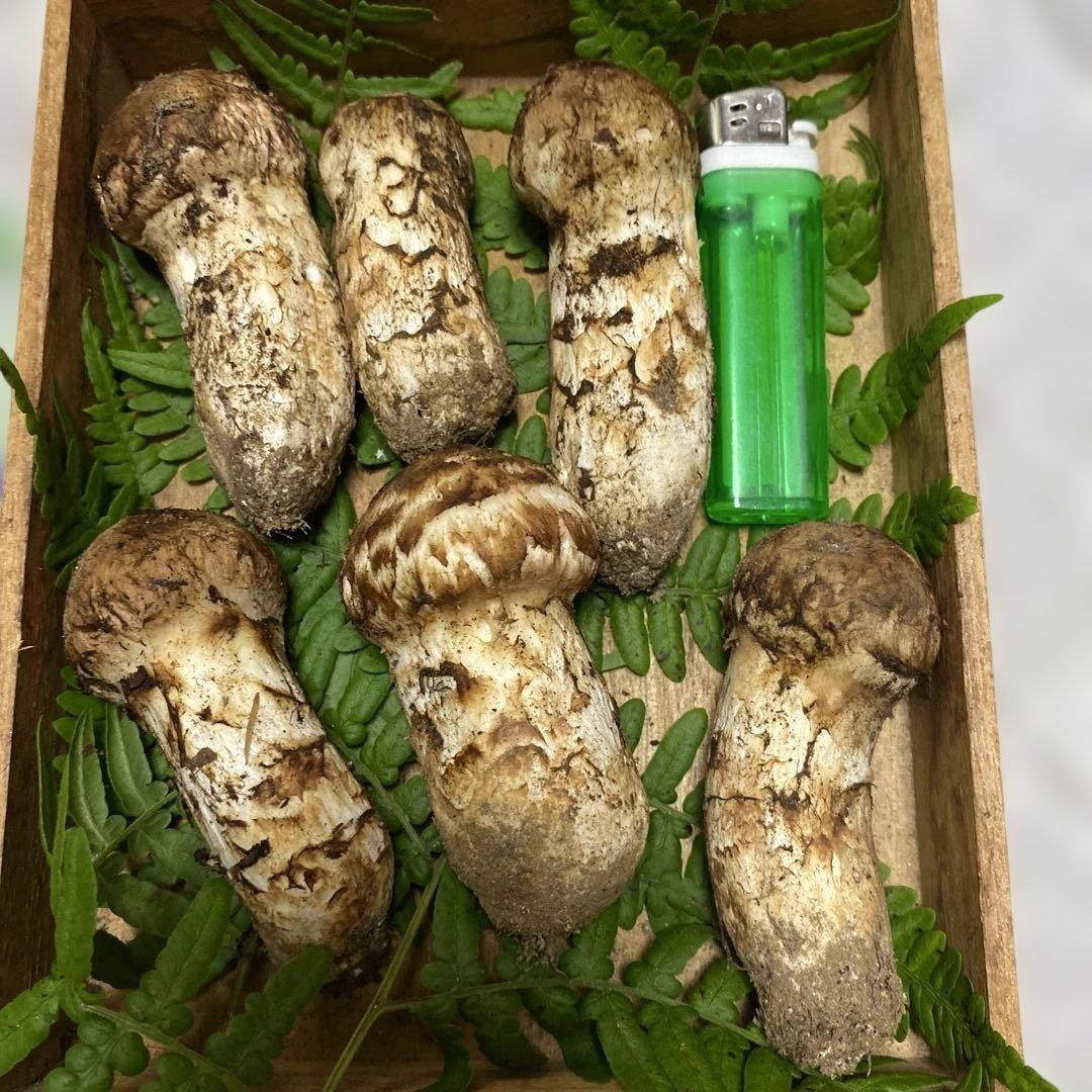 ⑤南信州豊丘 松茸190ｇ コロ