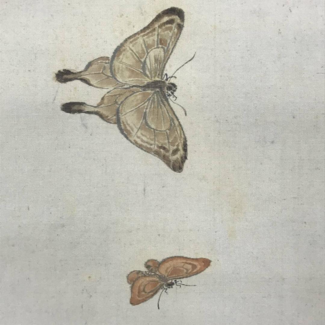 真作/田中梧堂/胡蝶舞遊図/蝶図/花鳥図/掛軸/名家伝来/AD-954