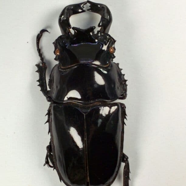 ウガンダ産 カールウエルナイ 72mm