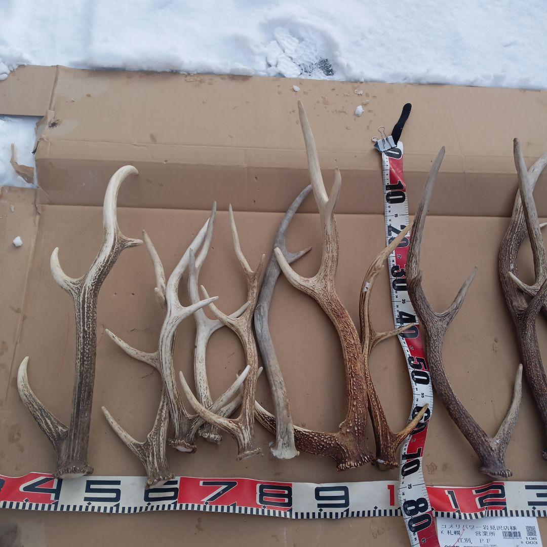 S*i様 蝦夷鹿の角　犬のおもちゃ、工芸品などに ７番