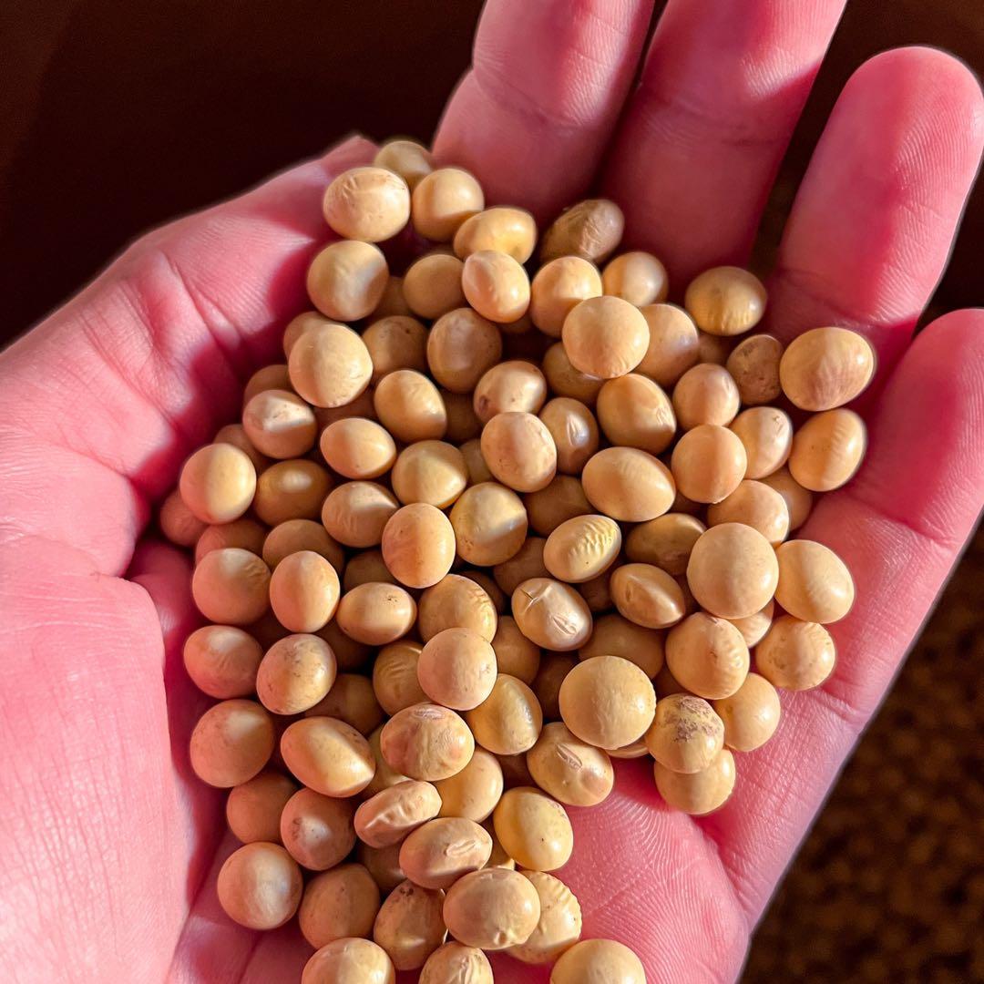 20KG【新収穫】茨城の大豆 里のほほえみ