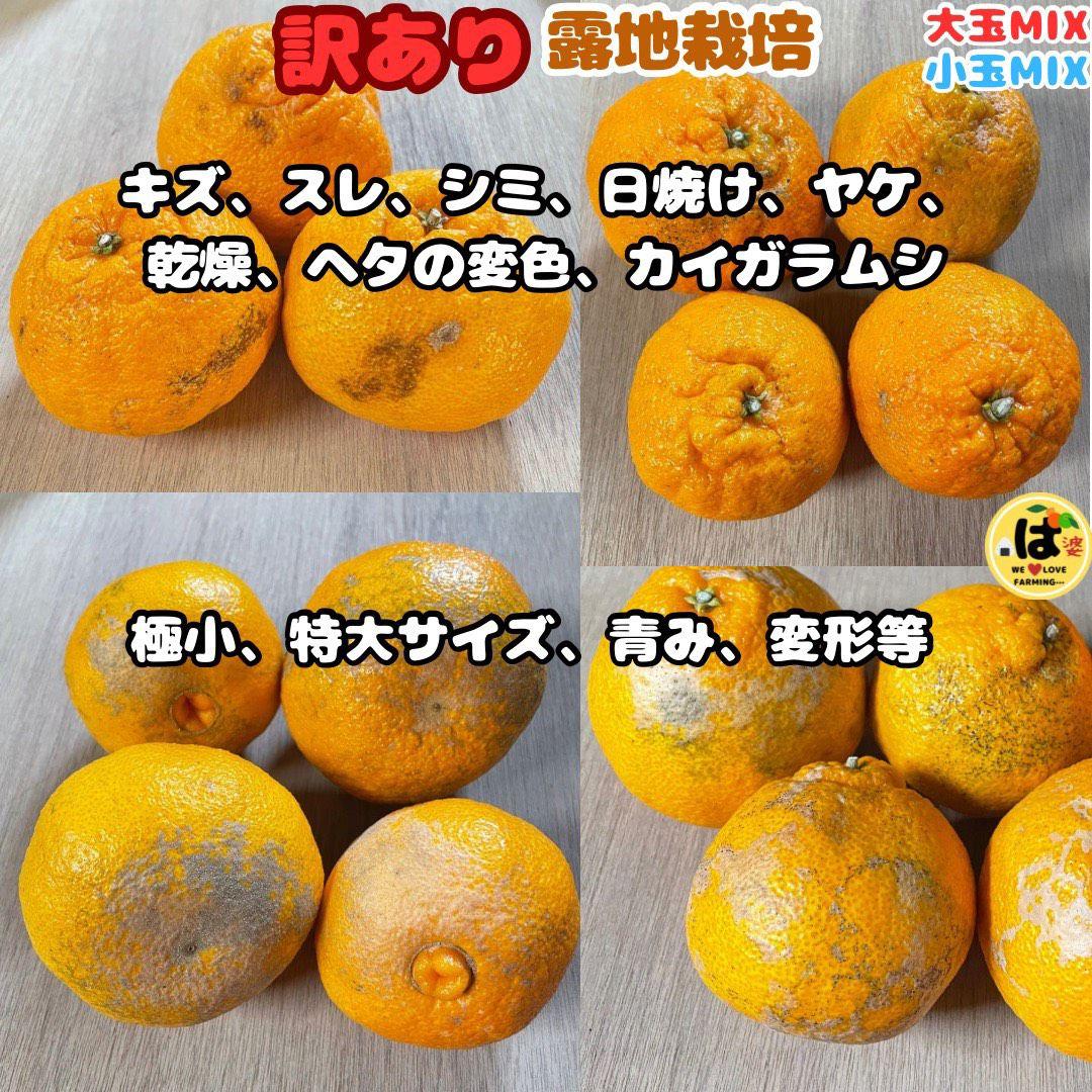 ※確認用　訳あり　大玉MIX箱込み4.5kg以上【露地栽培　不知火　デコポン】