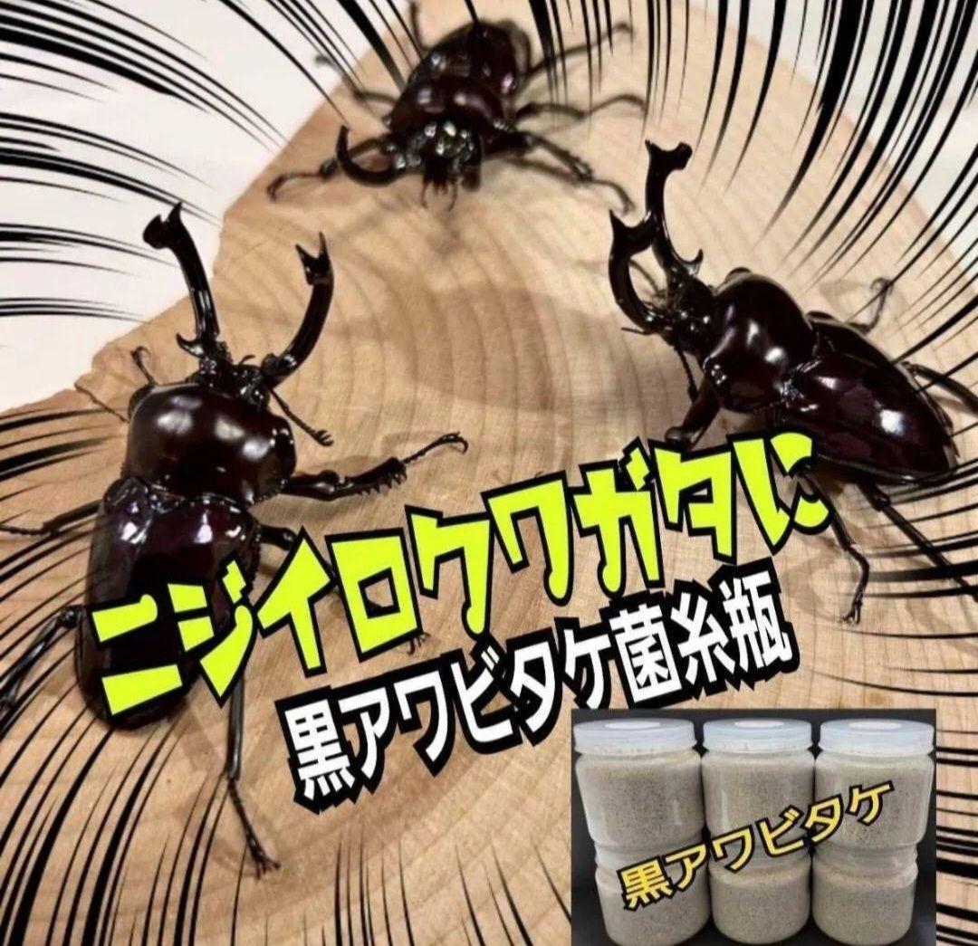 ニジイロクワガタに抜群！黒アワビタケ菌糸瓶【8本】トレハロース、キトサン配合！