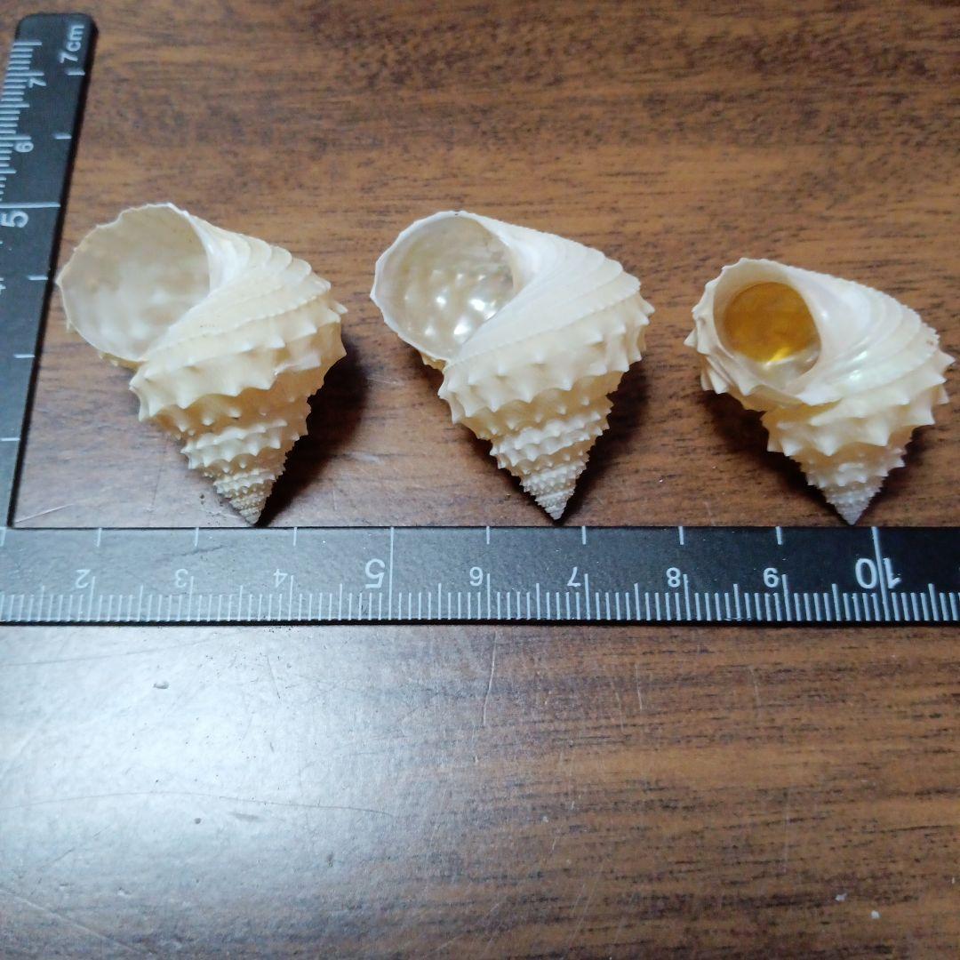 貝殻標本　イガギンエビス⑧