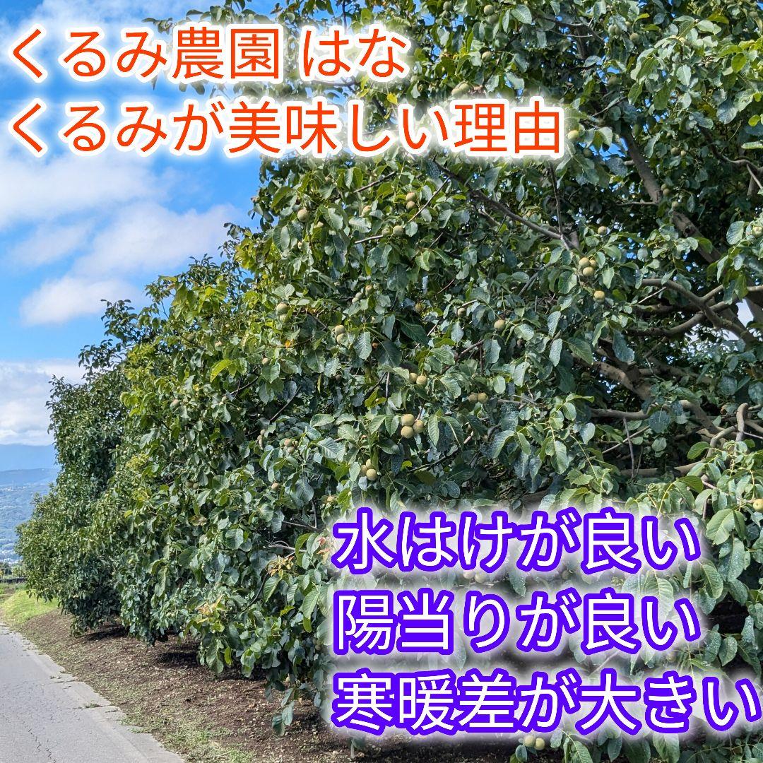 くまたくん商品 25年産 新物 国産 殻付き信濃くるみ 長野県産