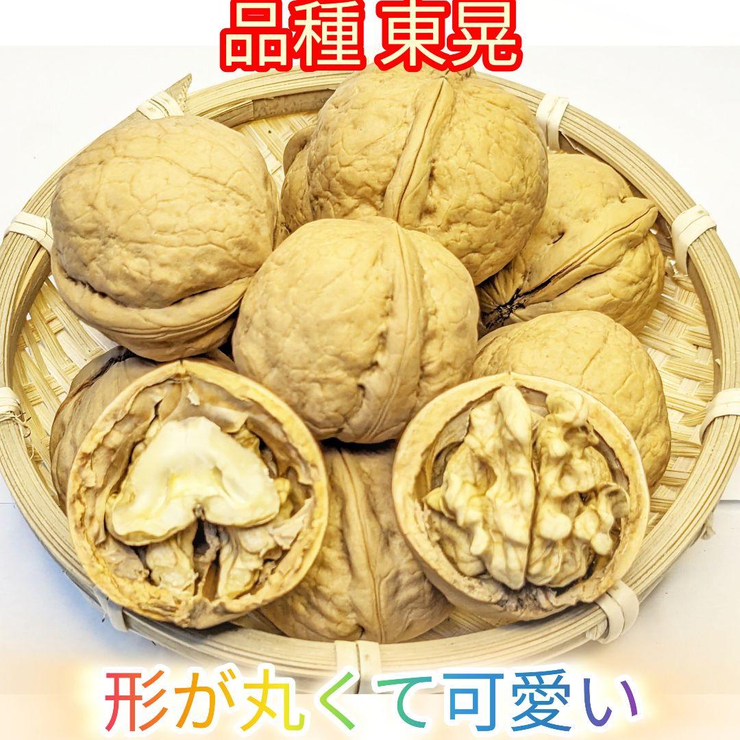 くまたくん商品 25年産 新物 国産 殻付き信濃くるみ 長野県産