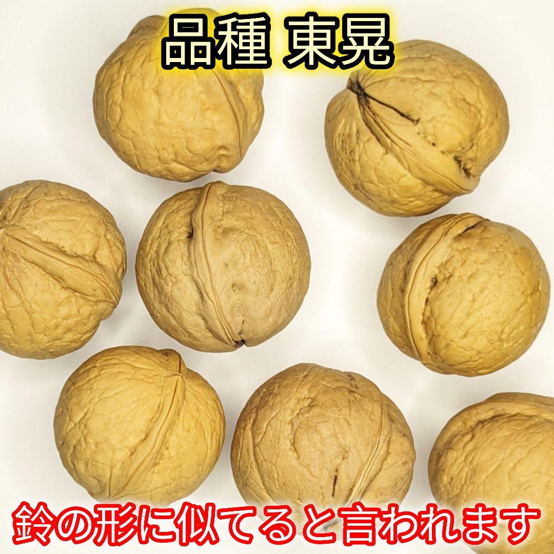 くまたくん商品 25年産 新物 国産 殻付き信濃くるみ 長野県産