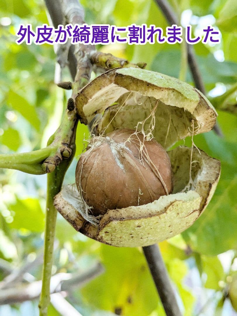 くまたくん商品 25年産 新物 国産 殻付き信濃くるみ 長野県産