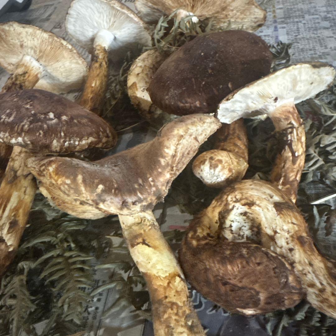 岩手県産 本日収穫 600ｇ 開き訳あり