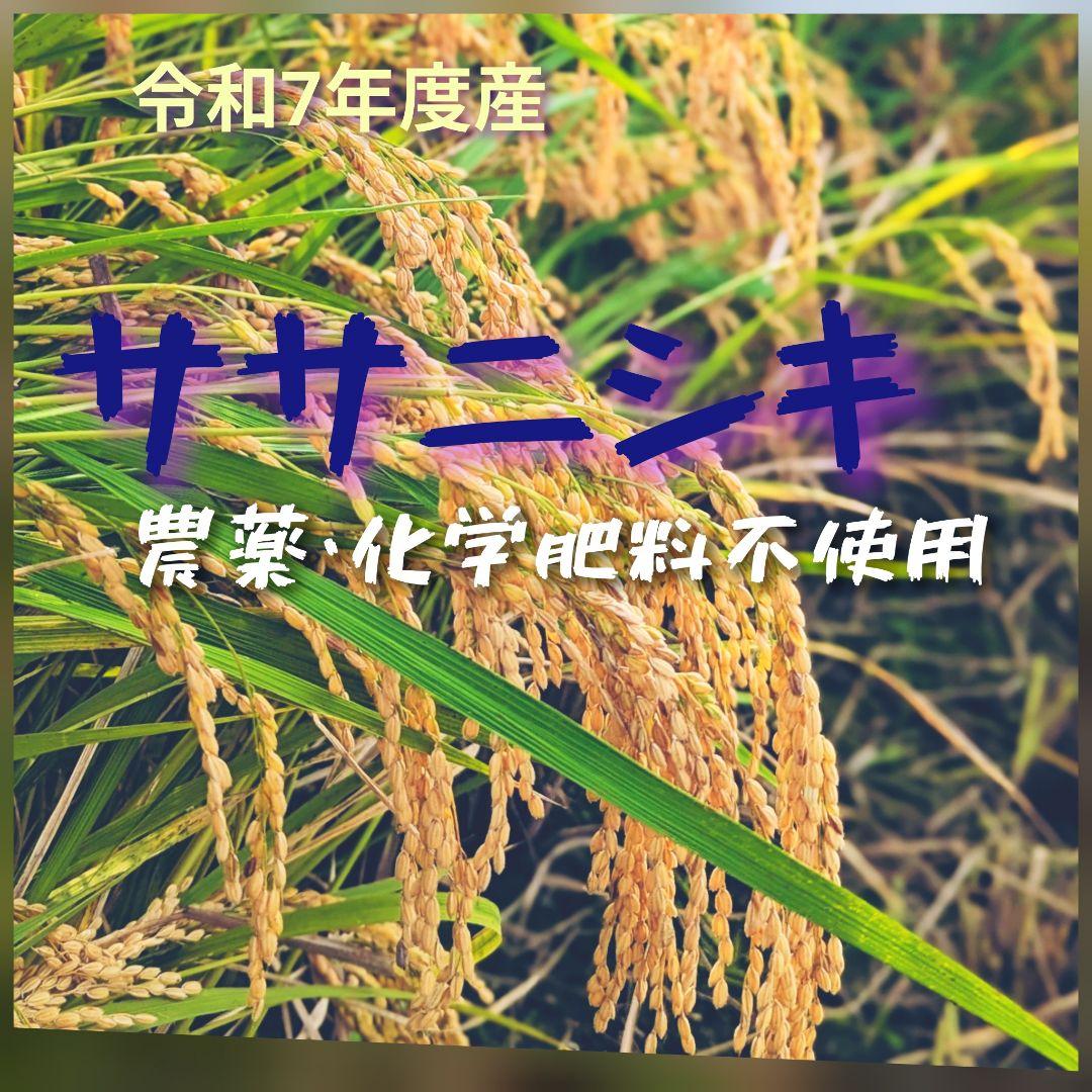 ササニシキ 玄米10kg 令和7年産 農薬不使用化学肥料不使用