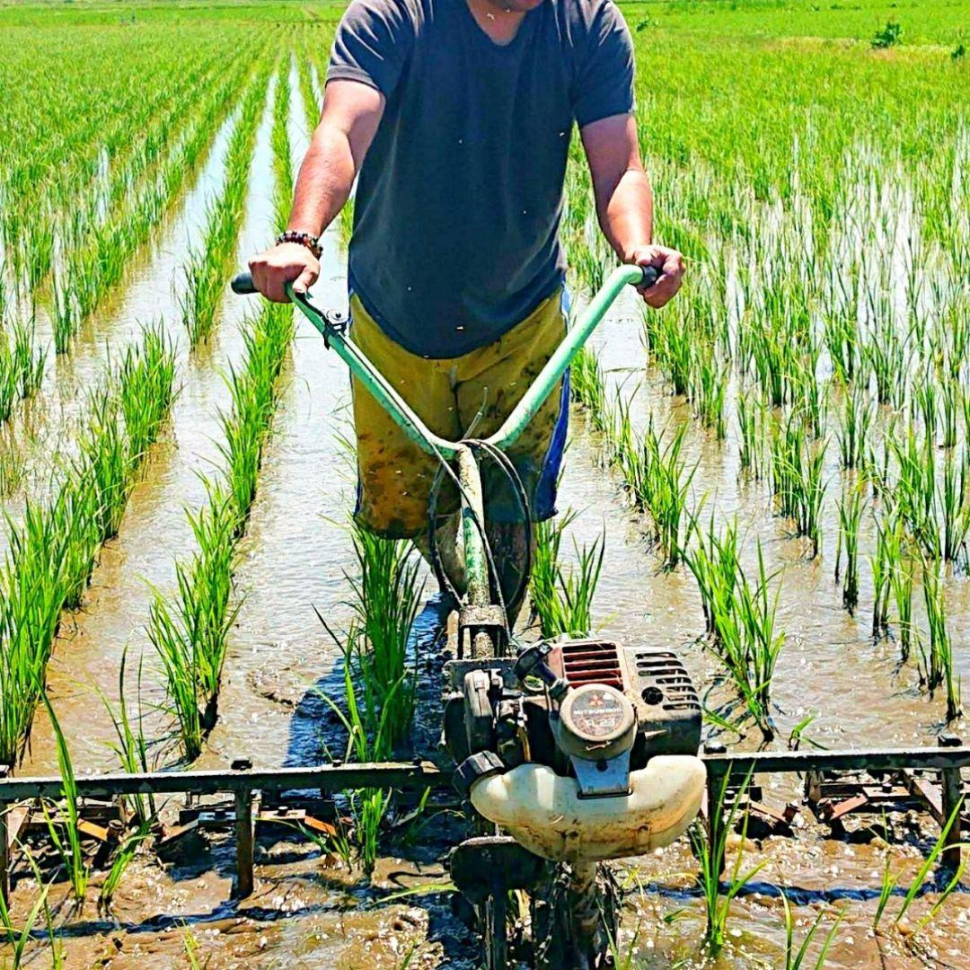 ササニシキ 玄米10kg 令和7年産 農薬不使用化学肥料不使用