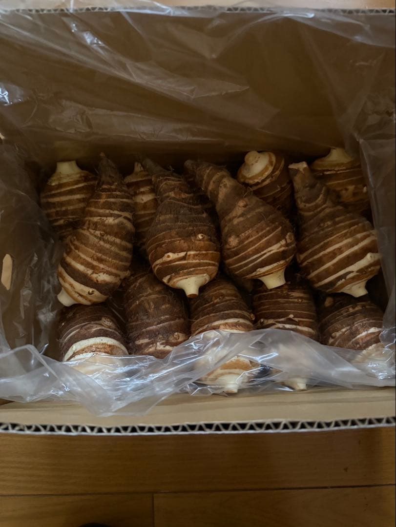 京都産 海老芋 約5kg えびいも エビイモ