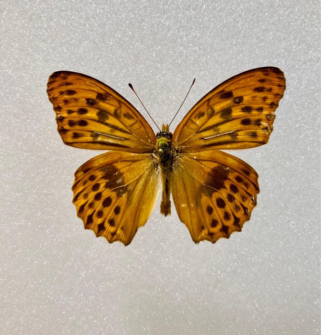 【異常型】メスグロヒョウモン（1オス・宮城県）