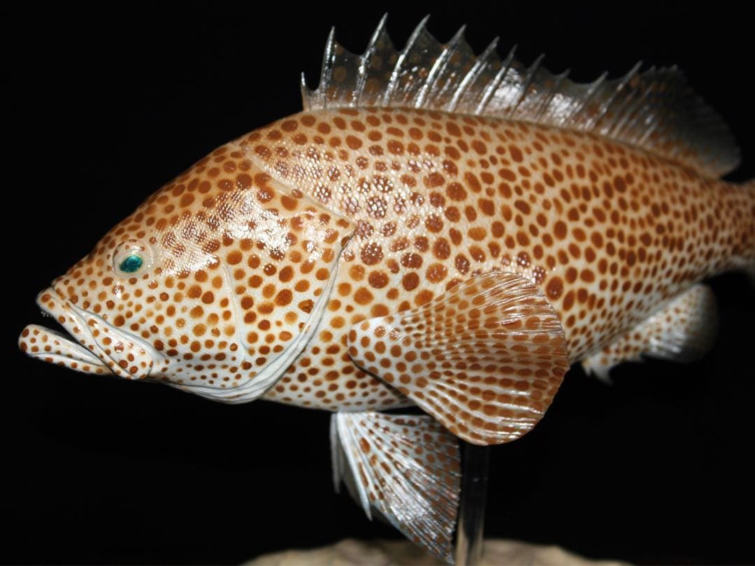 オオモンハタ　フィギュア　魚寸27cm