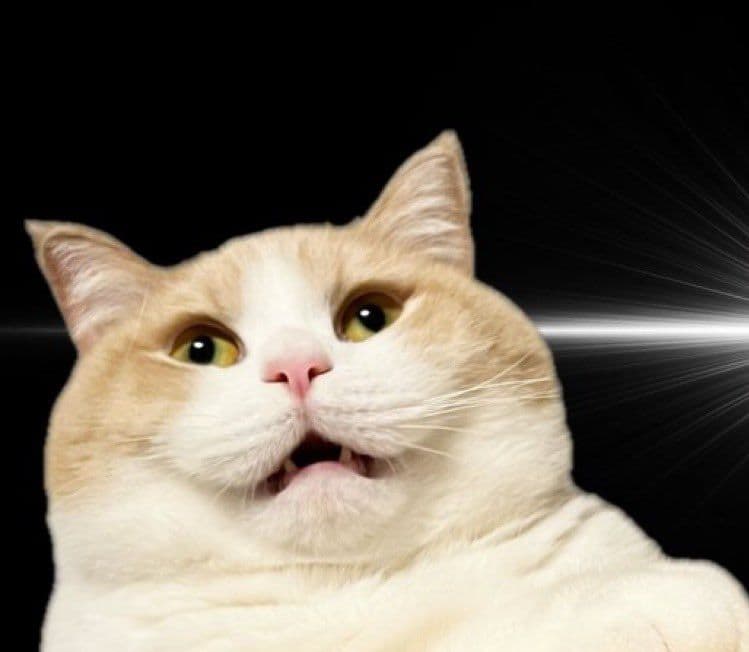 きむきむ Daiwa フィッシングベストLサイズイエロー