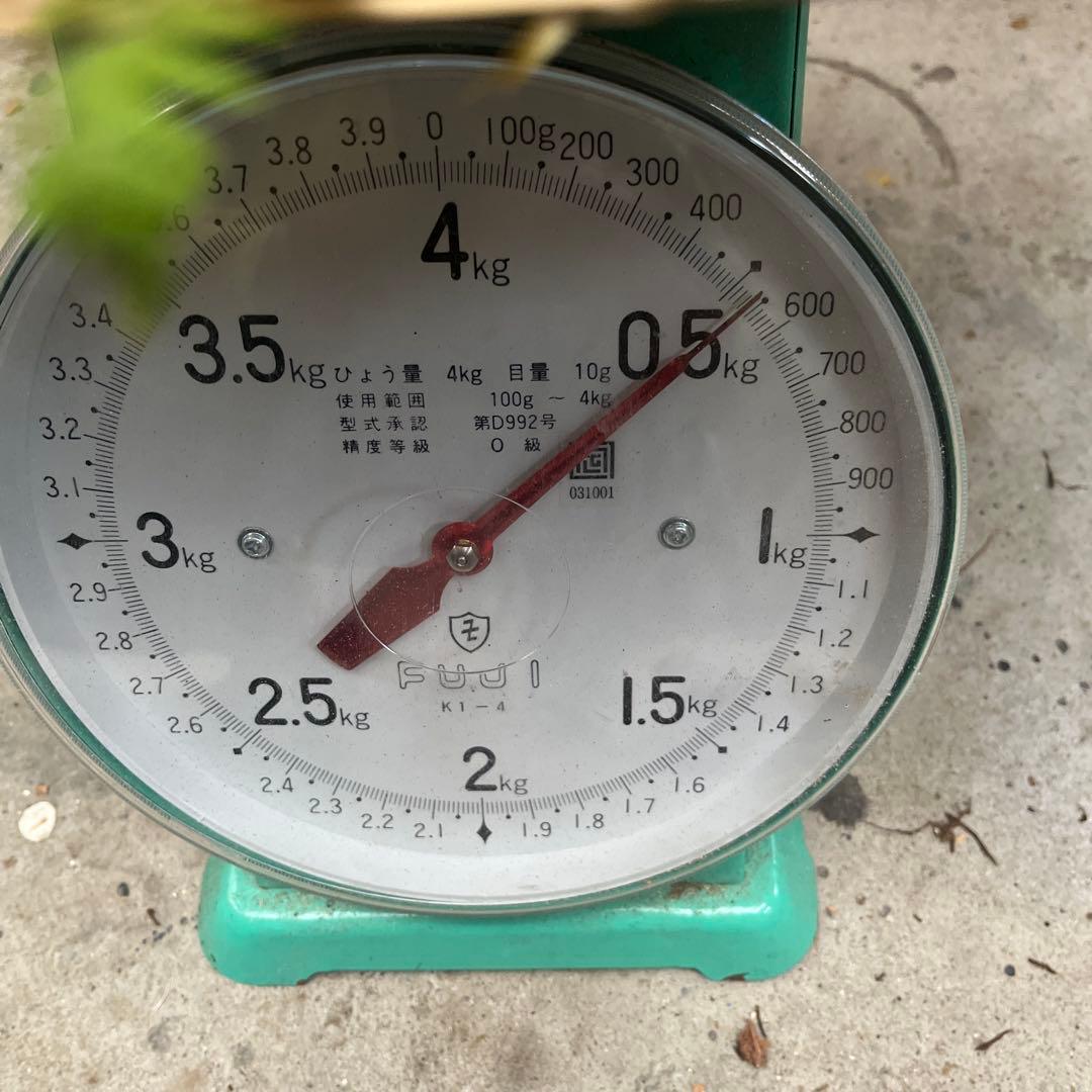 長野県産　松茸　500g