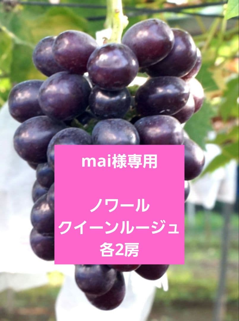 ☆朝採り農家直送☆ノワール/クイーンルージュ☆厳選☆各2房☆最終近い☆