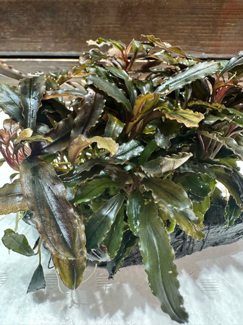 つ*ね様 ブセファランドラ クアラクアヤン タイプ II 大株 石付き