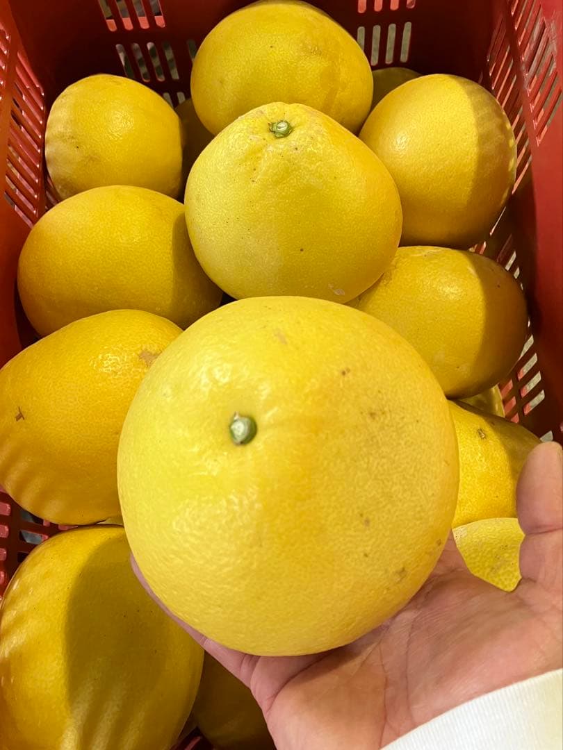 高知産 土佐文旦 20キロ 2L〜4Lサイズ