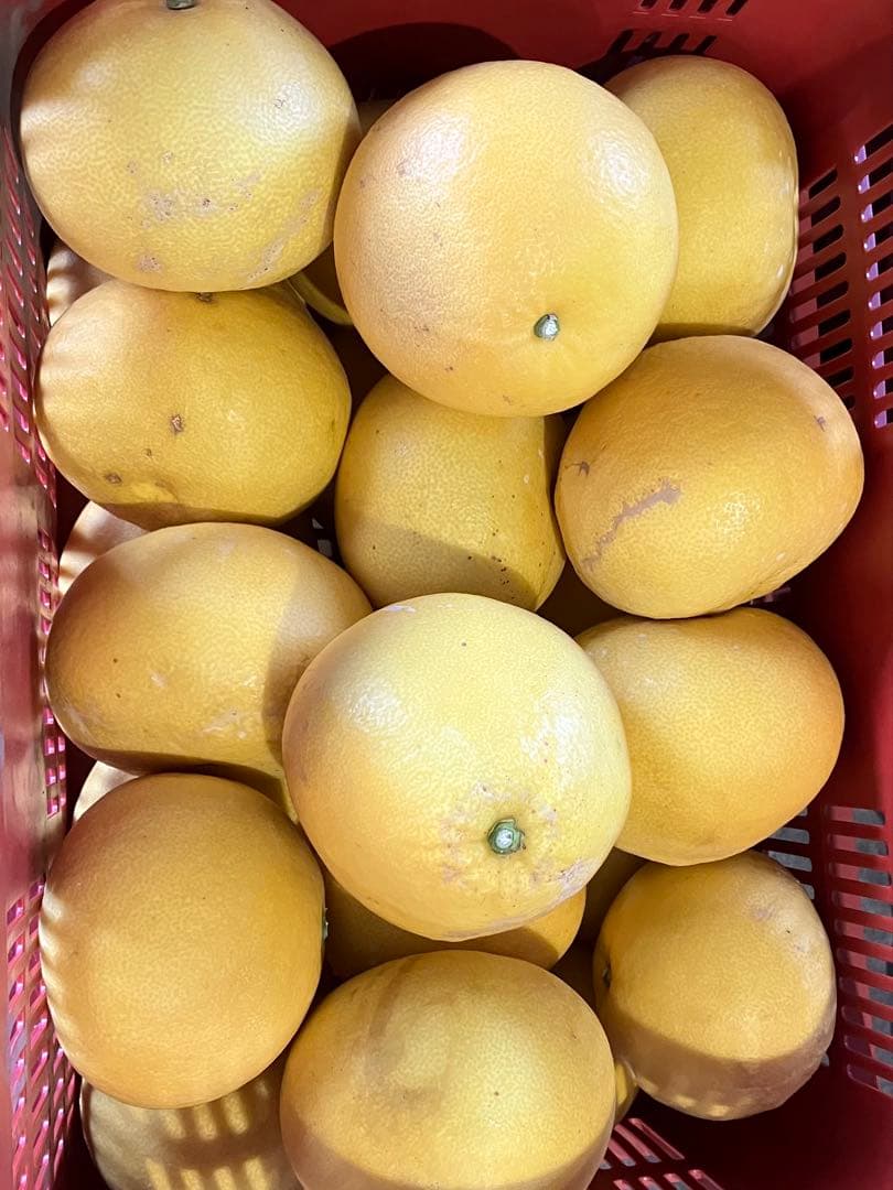 高知産 土佐文旦 20キロ 2L〜4Lサイズ