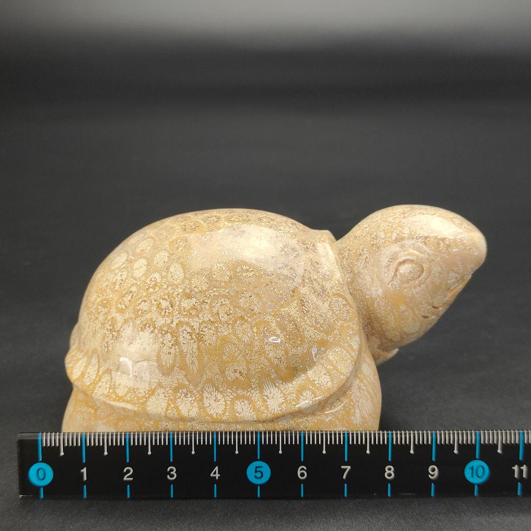 1 サンゴの化石　亀　(大)　天然石　 菊目石　珊瑚　コラール　縁起物　魔除け
