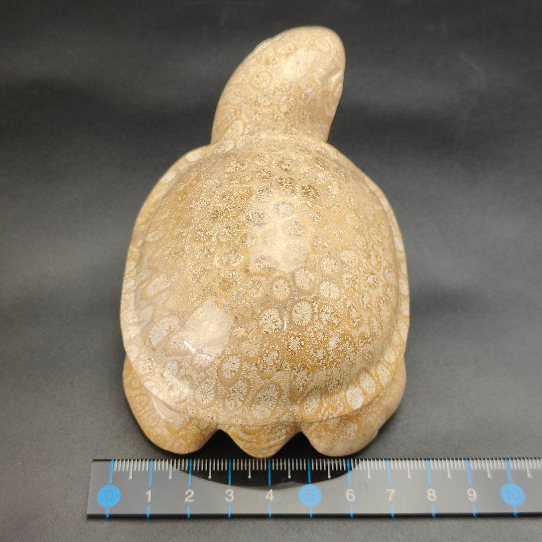 1 サンゴの化石　亀　(大)　天然石　 菊目石　珊瑚　コラール　縁起物　魔除け