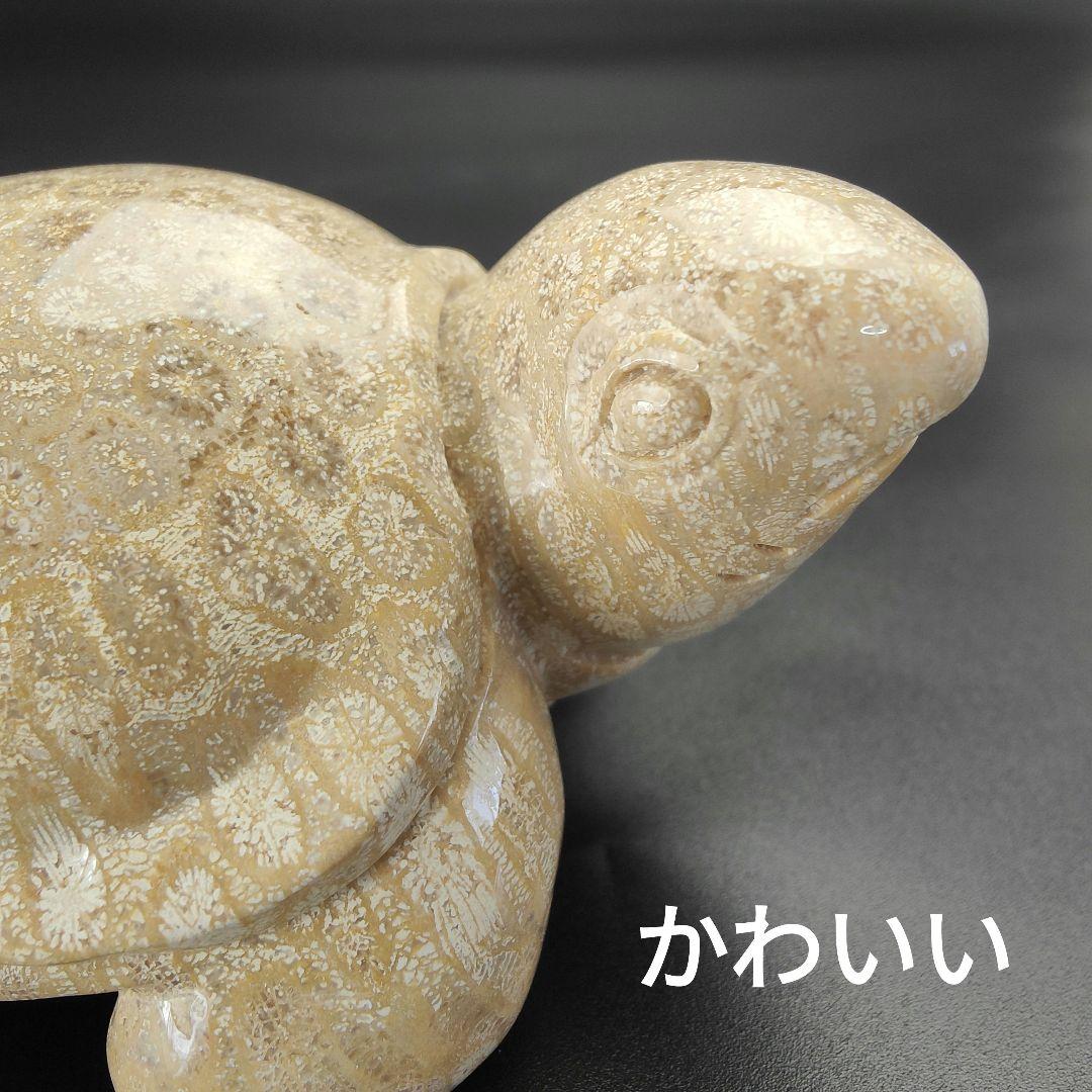 1 サンゴの化石　亀　(大)　天然石　 菊目石　珊瑚　コラール　縁起物　魔除け