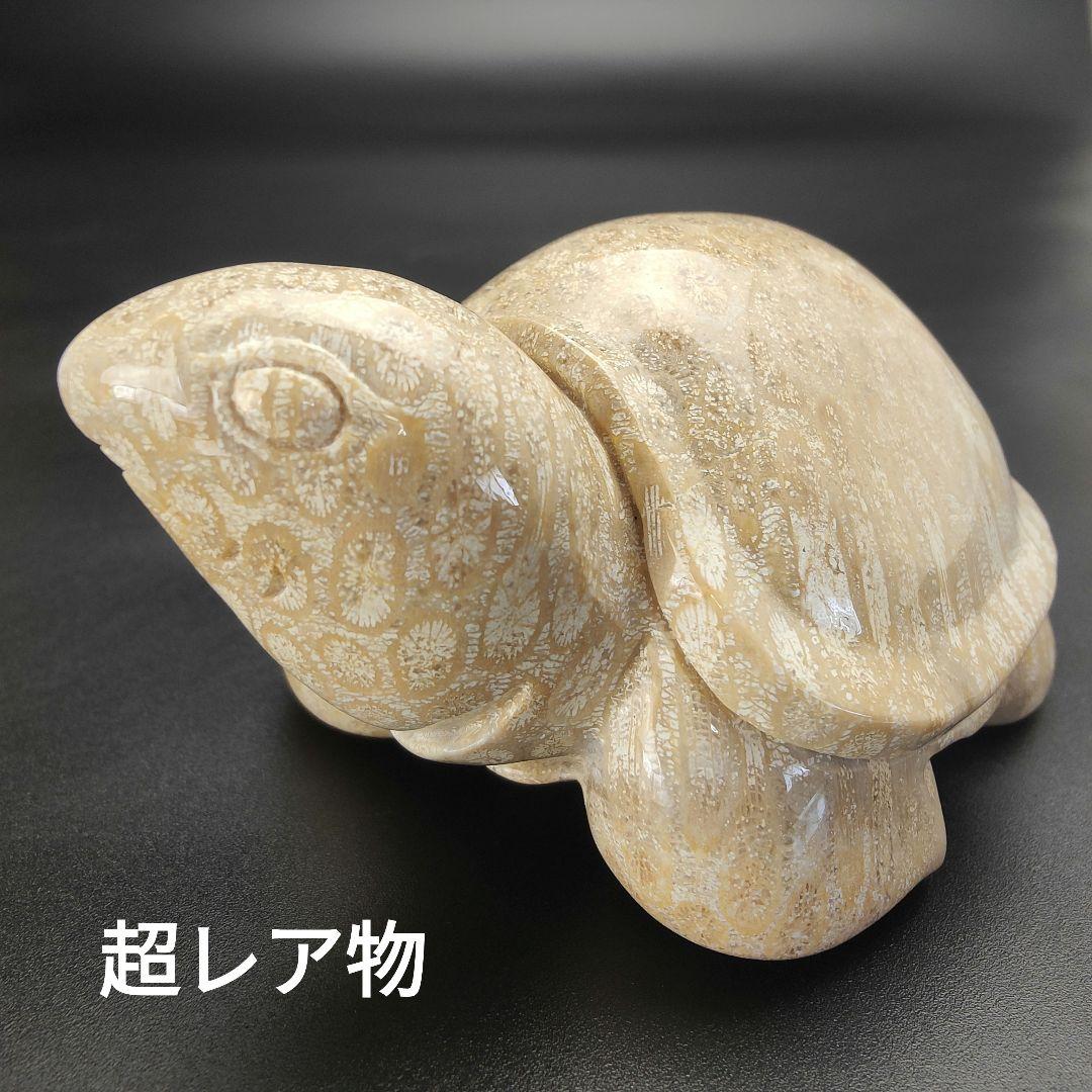 1 サンゴの化石　亀　(大)　天然石　 菊目石　珊瑚　コラール　縁起物　魔除け